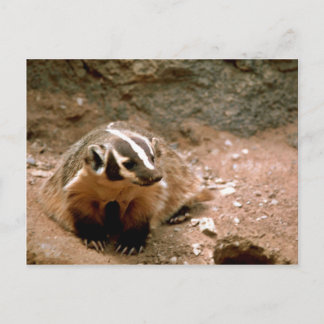 Postal Badger
