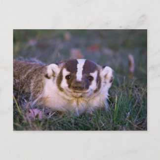 Postal Badger