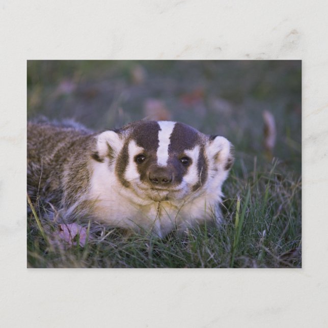 Postal Badger (Anverso)