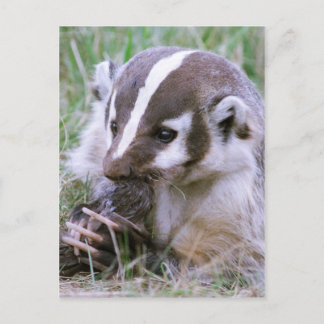 Postal Badger