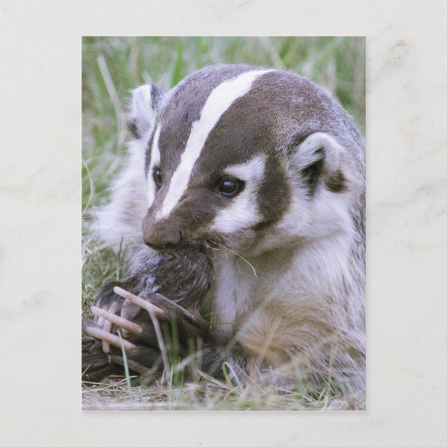 Postal Badger (Anverso)