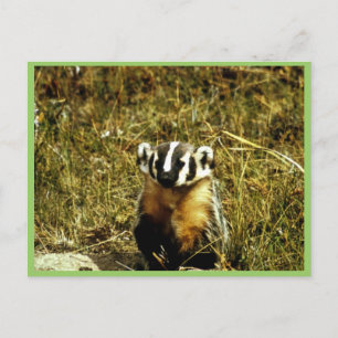 Postal Badger
