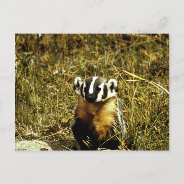 Postal Badger (Anverso)