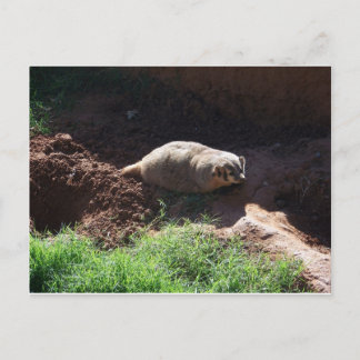 Postal Badger
