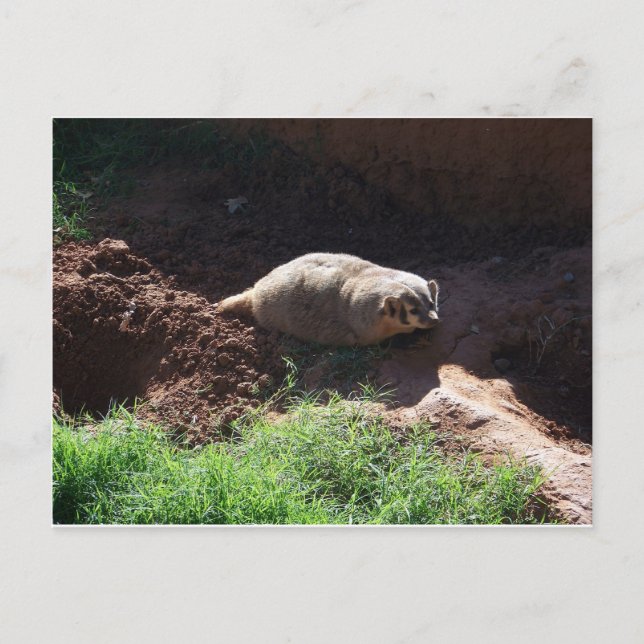 Postal Badger (Anverso)