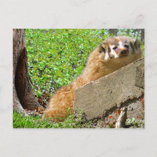 Postal Badger estadounidense: Llamada de activación