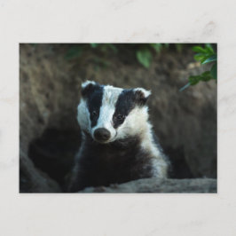 Postal Badger europeo