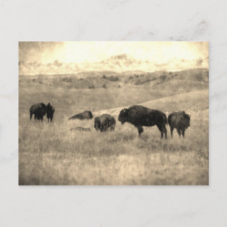 Postal Badlands Bison