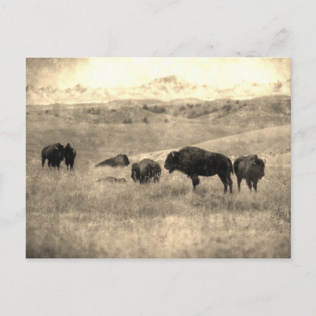 Postal Badlands Bison (Anverso)