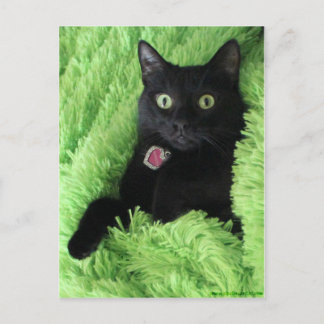 Postal Bagheera el gato negro
