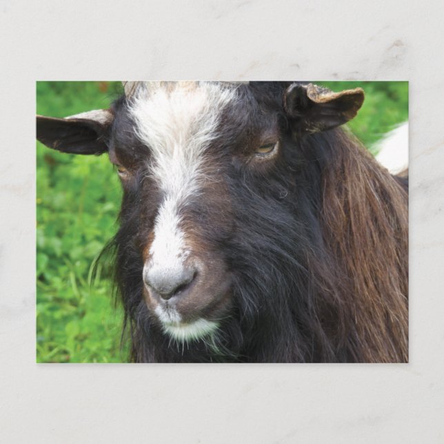 Postal Bagot Goat | Raza rara (Anverso)