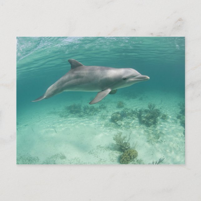 Postal Bahamas, isla de Gran Bahama, Freeport, cautiva 6 (Anverso)