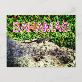 Postal Bahamas Lizard