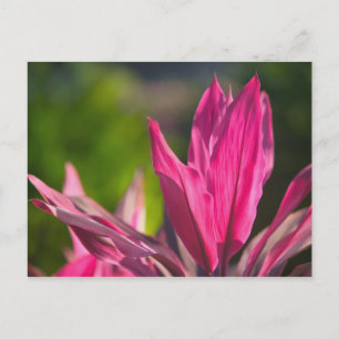 Postal BAHAMAS, Nueva Isla Providencia, Nassau: Paraíso