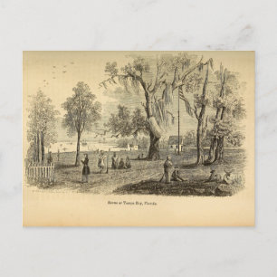 Postal Bahía antigua de Tampa