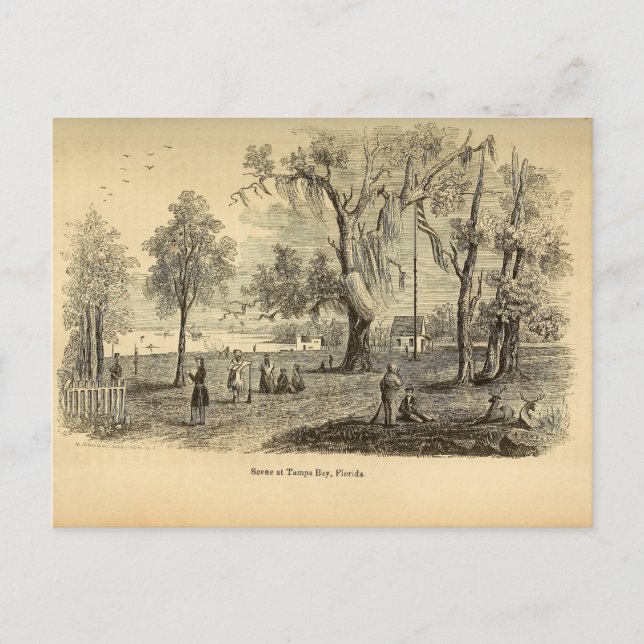 Postal Bahía antigua de Tampa (Anverso)