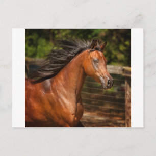 Postal Bahía Árabe