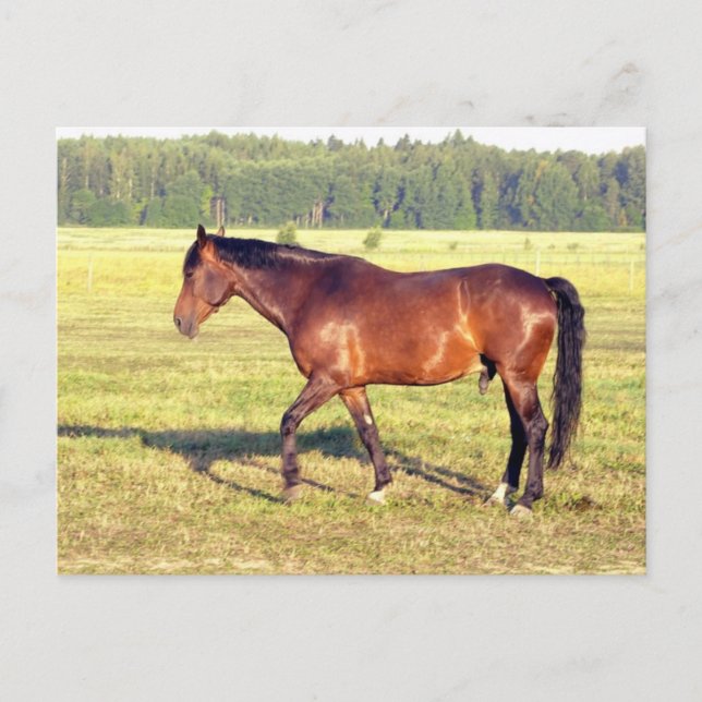 Postal Bahía de David (Anverso)