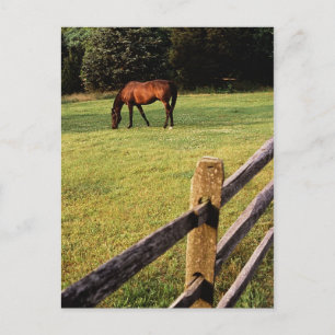 Postal Bahía de Grazing