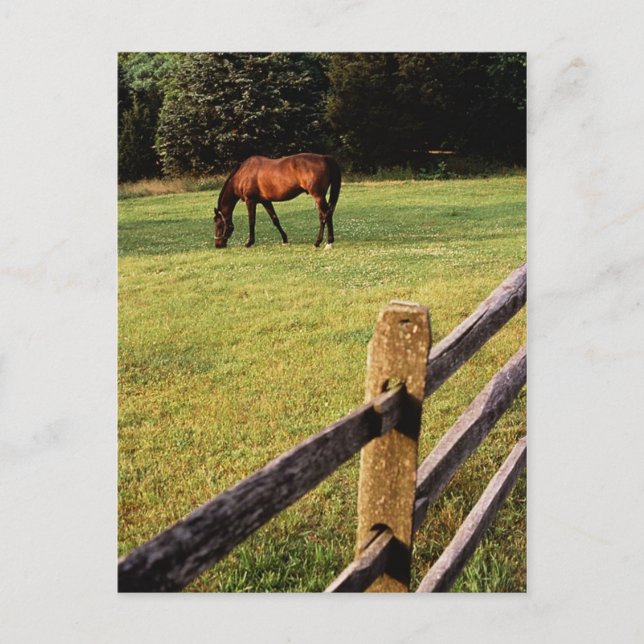 Postal Bahía de Grazing (Anverso)