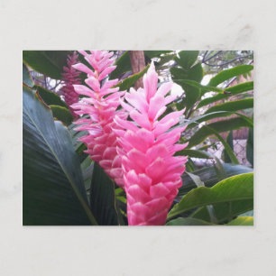 Postal BAHÍA DE HANAUMA HAWAII - Flor de Jengibre Rojo