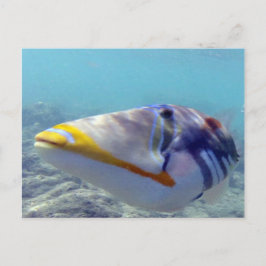 Postal BAHÍA DE HANAUMA HAWAII - Humuhumunukunukuapua'a