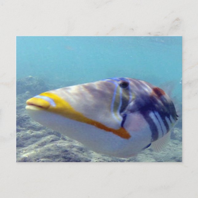 Postal BAHÍA DE HANAUMA HAWAII - Humuhumunukunukuapua'a (Anverso)