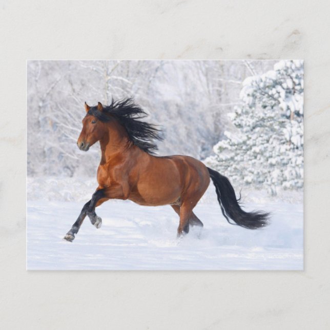 Postal Bahía de Invierno (Anverso)