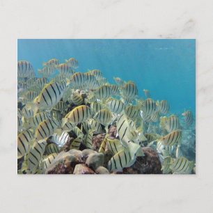 Postal Bahía Hanauma - Convicto Tangs