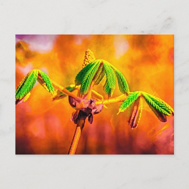 Postal Baile De Fuego (Anverso)