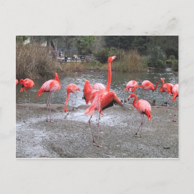 Postal baile flamingo (Anverso)