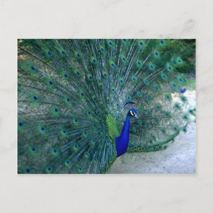 Postal Baile Peacock