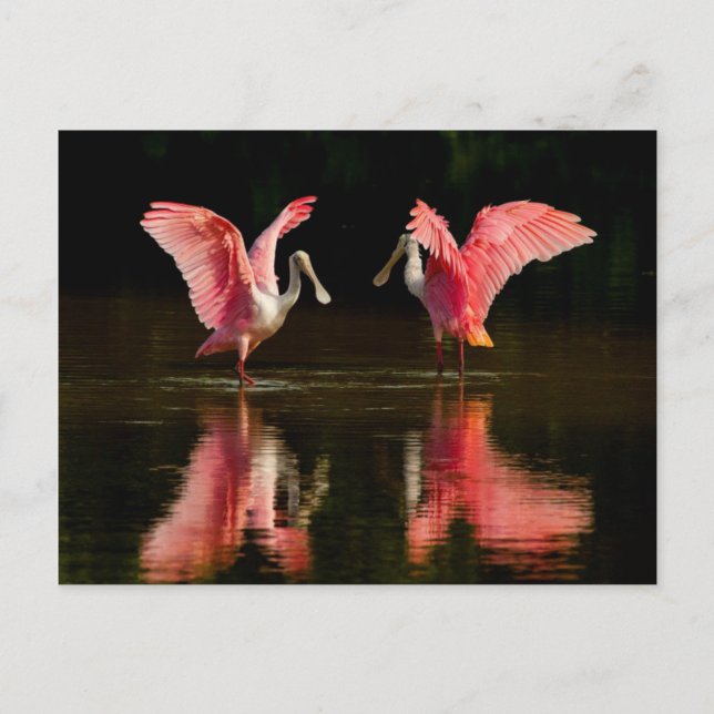 Postal Baile Roseate Spoonbill Mating (Anverso)