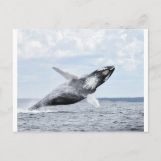 Postal Bailes con ballenas 8