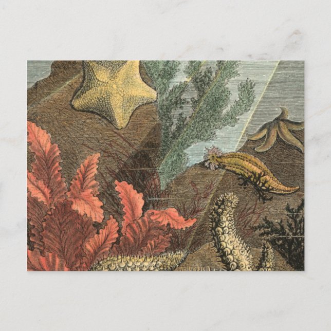 Postal Bajo el mar (Anverso)