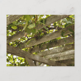 Postal Bajo un toldo de uvas