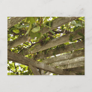 Postal Bajo un toldo de uvas