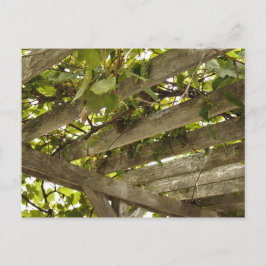 Postal Bajo un toldo de uvas