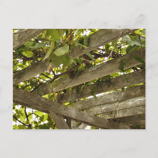 Postal Bajo un toldo de uvas (Anverso)