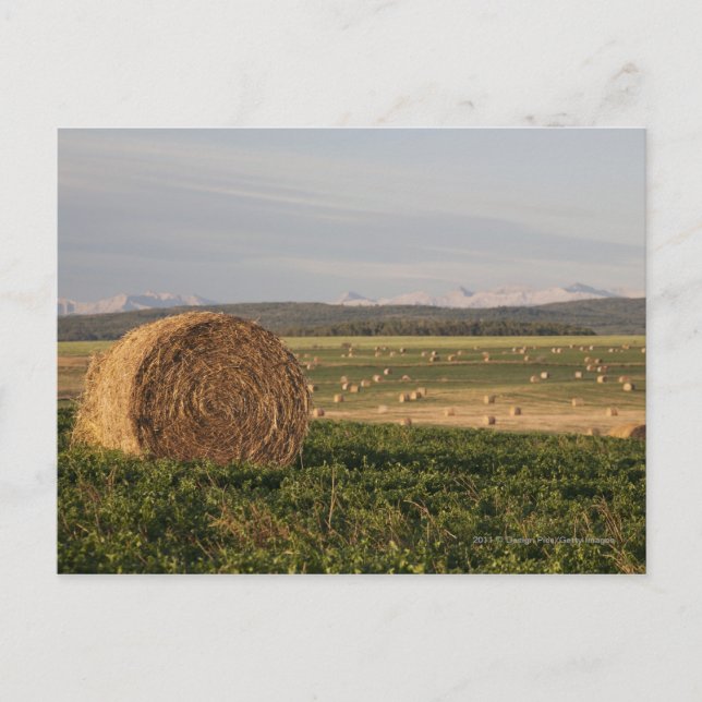 Postal Balas de heno en un campo con las montañas en la (Anverso)