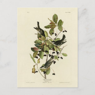 Postal Balcón negro de los pájaros de América de Audubon
