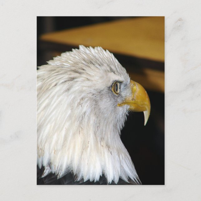 Postal Bald Eagle (Anverso)