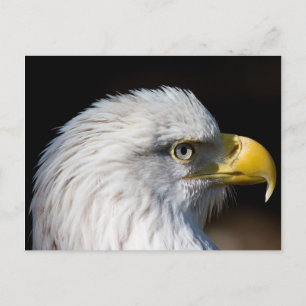 Postal Bald Eagle