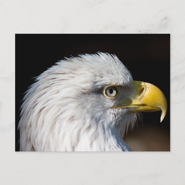 Postal Bald Eagle (Anverso)