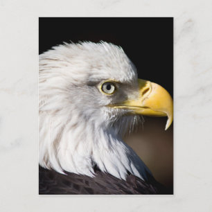 Postal Bald Eagle