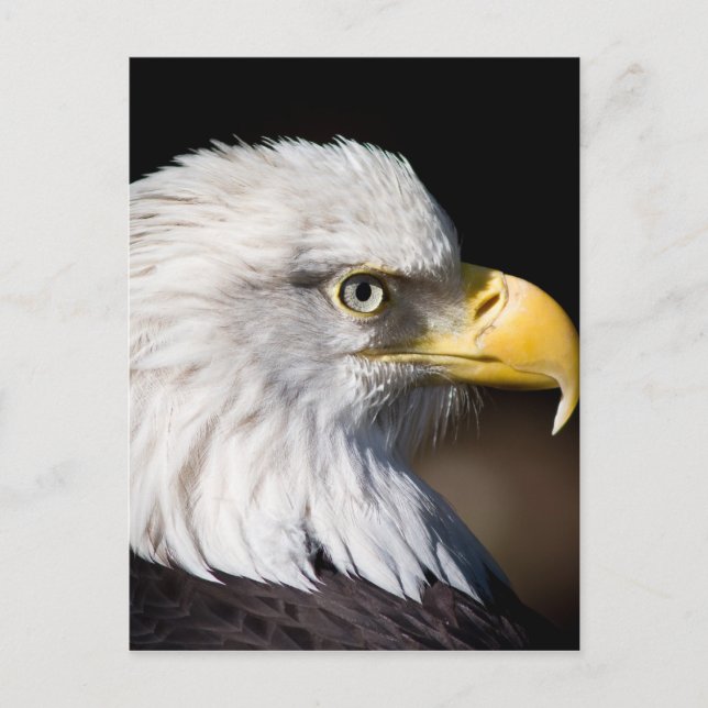 Postal Bald Eagle (Anverso)