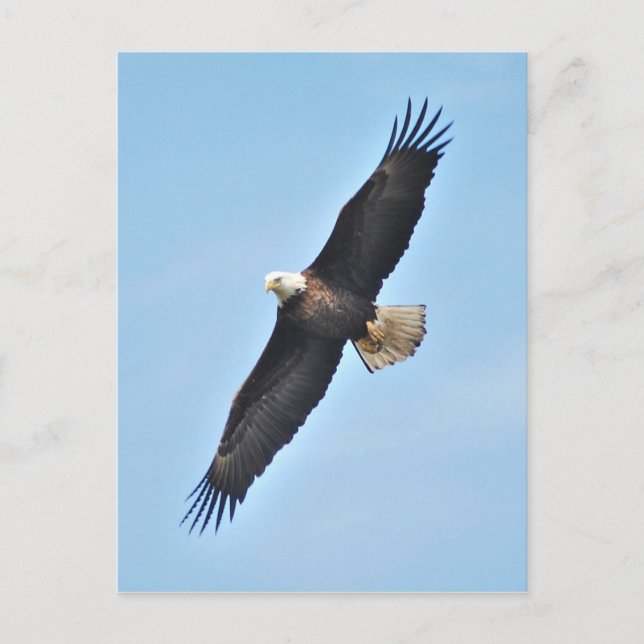 Postal Bald Eagle (Anverso)