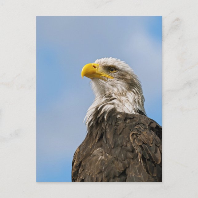 Postal Bald Eagle (Anverso)
