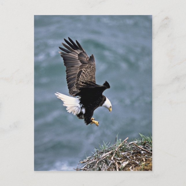 Postal Bald Eagle (Anverso)