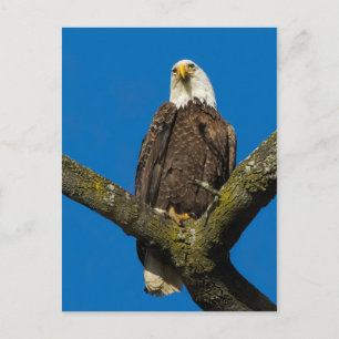 Postal Bald Eagle